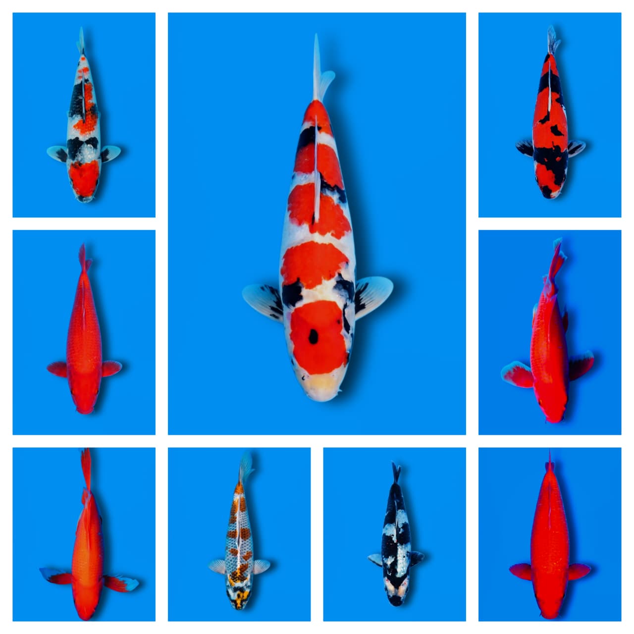 Lelang Koi Online, Jual Beli Ikan Koi, Pasar Koi Terbaik, Agen Lelang Koi, Penawaran Koi Berkualitas, Harga Jual Koi, Lelang Ikan Koi Import, Beli Koi Online, Jual Koi Murah, Koi Showroom, Penjual Koi Terpercaya, Lelang Koi Jakarta, Jual Koi Lokal, Koi Kualitas Unggul, Harga Terbaik Koi, Jual Koi Indukan, Lelang Ikan Hias Koi, Pasar Koi Indonesia, Beli Koi Berkualitas Tinggi, Koi Farm Terbesar, Jual Beli Koi Impor, Lelang Ikan Koi Kualitas Premium, Daftar Harga Koi Terbaru, Pusat Jual Beli Koi, Info Lelang Koi Hari Ini.
