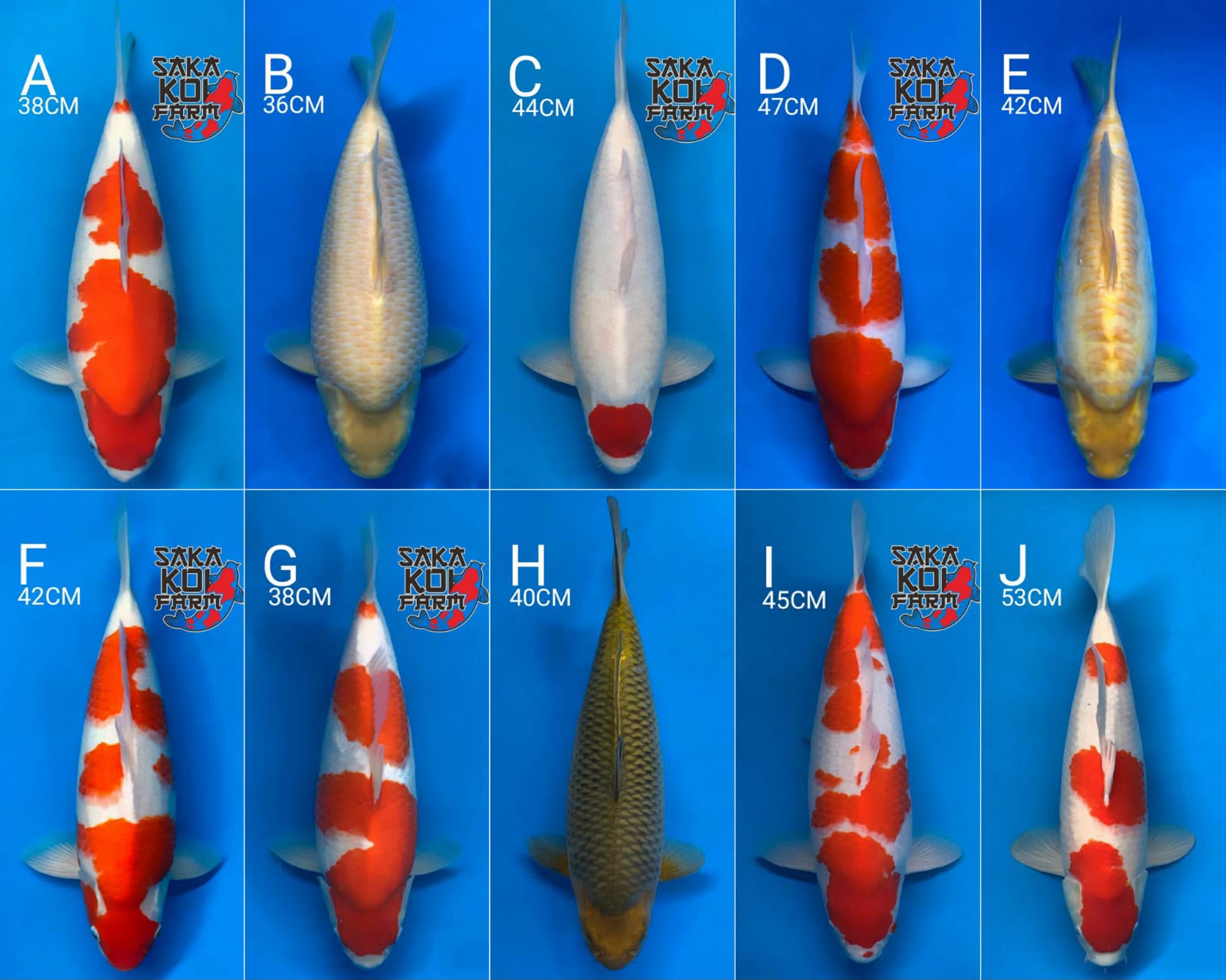 Lelang Koi Online, Jual Beli Ikan Koi, Pasar Koi Terbaik, Agen Lelang Koi, Penawaran Koi Berkualitas, Harga Jual Koi, Lelang Ikan Koi Import, Beli Koi Online, Jual Koi Murah, Koi Showroom, Penjual Koi Terpercaya, Lelang Koi Jakarta, Jual Koi Lokal, Koi Kualitas Unggul, Harga Terbaik Koi, Jual Koi Indukan, Lelang Ikan Hias Koi, Pasar Koi Indonesia, Beli Koi Berkualitas Tinggi, Koi Farm Terbesar, Jual Beli Koi Impor, Lelang Ikan Koi Kualitas Premium, Daftar Harga Koi Terbaru, Pusat Jual Beli Koi, Info Lelang Koi Hari Ini.