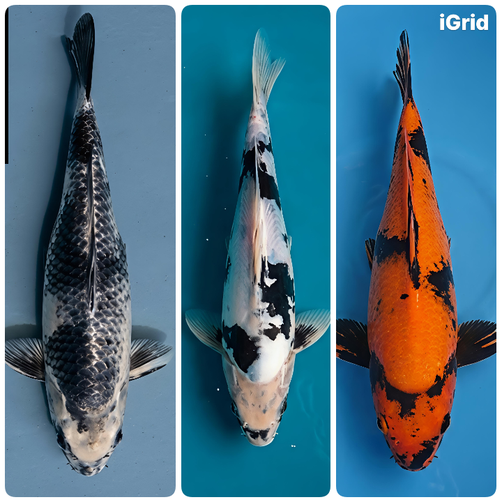 Lelang Koi Online, Jual Beli Ikan Koi, Pasar Koi Terbaik, Agen Lelang Koi, Penawaran Koi Berkualitas, Harga Jual Koi, Lelang Ikan Koi Import, Beli Koi Online, Jual Koi Murah, Koi Showroom, Penjual Koi Terpercaya, Lelang Koi Jakarta, Jual Koi Lokal, Koi Kualitas Unggul, Harga Terbaik Koi, Jual Koi Indukan, Lelang Ikan Hias Koi, Pasar Koi Indonesia, Beli Koi Berkualitas Tinggi, Koi Farm Terbesar, Jual Beli Koi Impor, Lelang Ikan Koi Kualitas Premium, Daftar Harga Koi Terbaru, Pusat Jual Beli Koi, Info Lelang Koi Hari Ini.