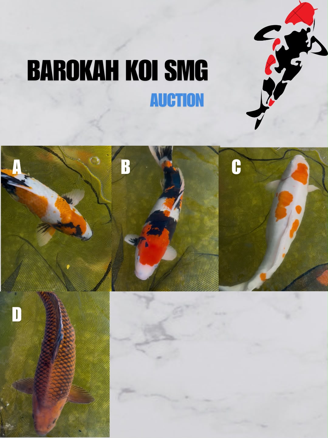 Lelang Koi Online, Jual Beli Ikan Koi, Pasar Koi Terbaik, Agen Lelang Koi, Penawaran Koi Berkualitas, Harga Jual Koi, Lelang Ikan Koi Import, Beli Koi Online, Jual Koi Murah, Koi Showroom, Penjual Koi Terpercaya, Lelang Koi Jakarta, Jual Koi Lokal, Koi Kualitas Unggul, Harga Terbaik Koi, Jual Koi Indukan, Lelang Ikan Hias Koi, Pasar Koi Indonesia, Beli Koi Berkualitas Tinggi, Koi Farm Terbesar, Jual Beli Koi Impor, Lelang Ikan Koi Kualitas Premium, Daftar Harga Koi Terbaru, Pusat Jual Beli Koi, Info Lelang Koi Hari Ini.