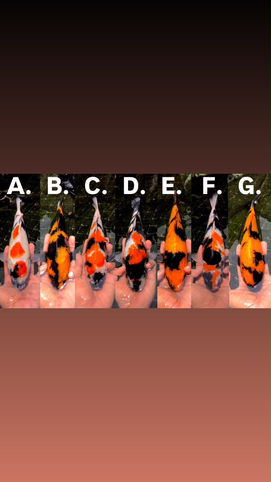 Lelang Koi Online, Jual Beli Ikan Koi, Pasar Koi Terbaik, Agen Lelang Koi, Penawaran Koi Berkualitas, Harga Jual Koi, Lelang Ikan Koi Import, Beli Koi Online, Jual Koi Murah, Koi Showroom, Penjual Koi Terpercaya, Lelang Koi Jakarta, Jual Koi Lokal, Koi Kualitas Unggul, Harga Terbaik Koi, Jual Koi Indukan, Lelang Ikan Hias Koi, Pasar Koi Indonesia, Beli Koi Berkualitas Tinggi, Koi Farm Terbesar, Jual Beli Koi Impor, Lelang Ikan Koi Kualitas Premium, Daftar Harga Koi Terbaru, Pusat Jual Beli Koi, Info Lelang Koi Hari Ini.
