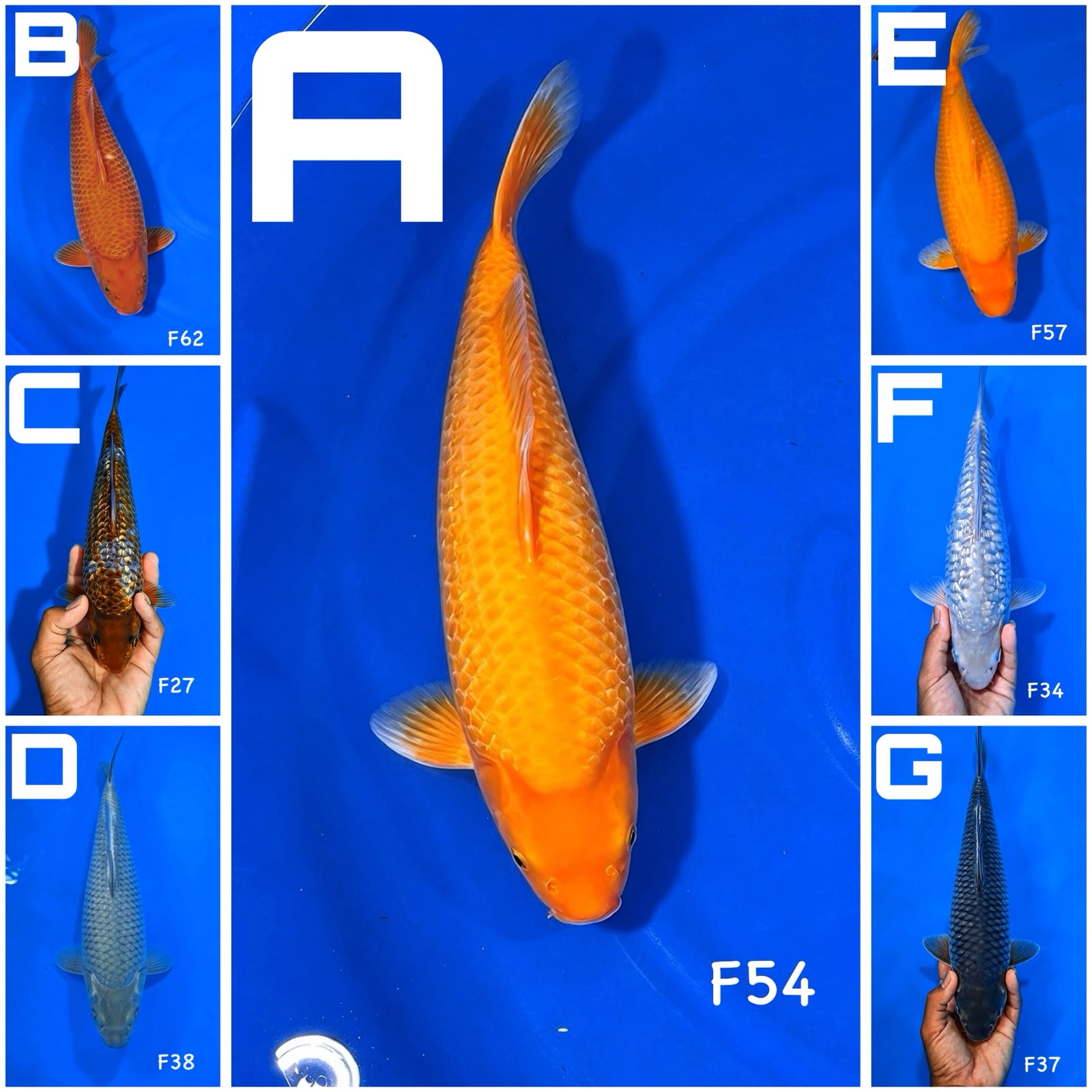 Lelang Koi Online, Jual Beli Ikan Koi, Pasar Koi Terbaik, Agen Lelang Koi, Penawaran Koi Berkualitas, Harga Jual Koi, Lelang Ikan Koi Import, Beli Koi Online, Jual Koi Murah, Koi Showroom, Penjual Koi Terpercaya, Lelang Koi Jakarta, Jual Koi Lokal, Koi Kualitas Unggul, Harga Terbaik Koi, Jual Koi Indukan, Lelang Ikan Hias Koi, Pasar Koi Indonesia, Beli Koi Berkualitas Tinggi, Koi Farm Terbesar, Jual Beli Koi Impor, Lelang Ikan Koi Kualitas Premium, Daftar Harga Koi Terbaru, Pusat Jual Beli Koi, Info Lelang Koi Hari Ini.