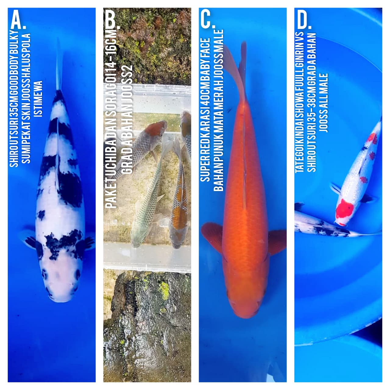 Lelang Koi Online, Jual Beli Ikan Koi, Pasar Koi Terbaik, Agen Lelang Koi, Penawaran Koi Berkualitas, Harga Jual Koi, Lelang Ikan Koi Import, Beli Koi Online, Jual Koi Murah, Koi Showroom, Penjual Koi Terpercaya, Lelang Koi Jakarta, Jual Koi Lokal, Koi Kualitas Unggul, Harga Terbaik Koi, Jual Koi Indukan, Lelang Ikan Hias Koi, Pasar Koi Indonesia, Beli Koi Berkualitas Tinggi, Koi Farm Terbesar, Jual Beli Koi Impor, Lelang Ikan Koi Kualitas Premium, Daftar Harga Koi Terbaru, Pusat Jual Beli Koi, Info Lelang Koi Hari Ini.