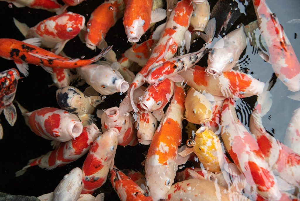 Lelang Ikan Koi Import